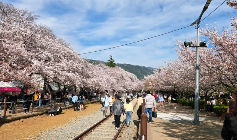 Jinhae Gunhangje Festival